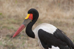 Birds in Zambia 2015