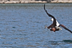 Fish Eagle on Lake Malawi