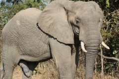 When John Met an Elephant