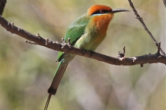 Boehn\'s Bee Eater