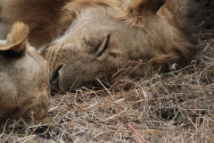 Lion Resting