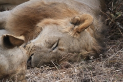 Let Sleeping Lions Lie