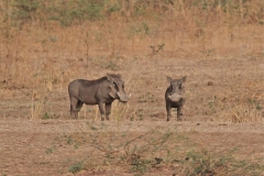 Warthogs