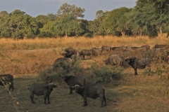 A Herd of African Buffalo