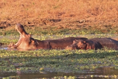 Hippos