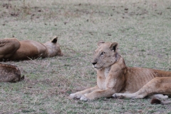 Lions, on the alert now