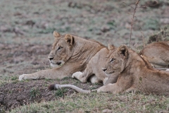 Lions, on the alert now