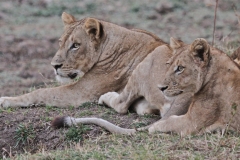 Lions, on the alert now