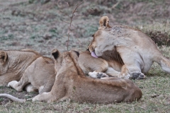 Lions, on the alert now