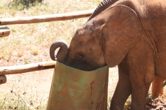 Feeding the Elephant Orphans