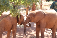 Orphan Elephants