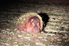 Hippo emerging from the weedy water