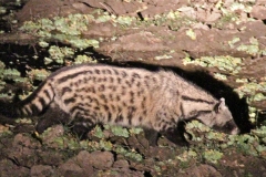 An African Civet