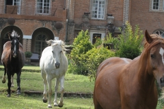 Jo Harvey's Horses, Shiwa, Zambia