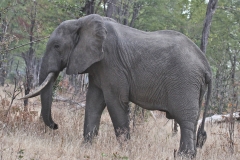 A heavy-footed elephant