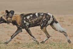 A Wild Dog, Kapani Camp, Luangwa Valley, Zambia