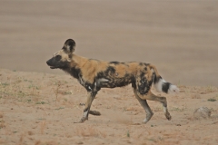 Another Wild Dog