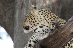 Leopard, Kapani, Luangwa Valley, Zambia