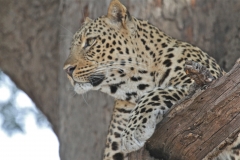 Leopard, Kapani, Luangwa Valley, Zambia