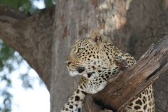 Leopard, Kapani, Luangwa Valley, Zambia