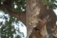 Leopard, Kapani, Luangwa Valley, Zambia