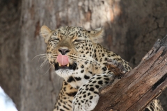 Leopard, Kapani, Luangwa Valley, Zambia