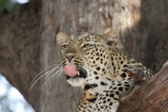 A bored leopard?