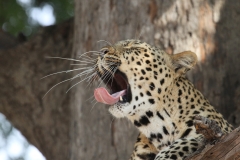 Leopard, Luangwa Valley, Zambia