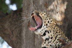 Leopard, Luangwa Valley, Zambia