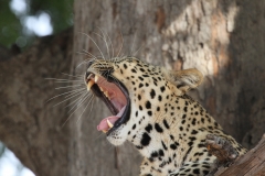 Leopard, Luangwa Valley, Zambia