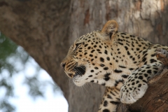 Leopard, Luangwa Valley, Zambia