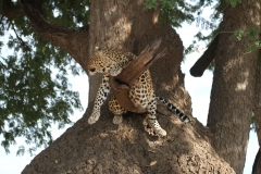 Leopard, Luangwa Valley, Zambia