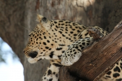 Leopard, Luangwa Valley, Zambia