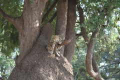 Leopard, Luangwa Valley, Zambia