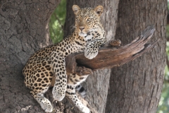 Leopard, Luangwa Valley, Zambia