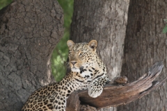 Leopard, Luangwa Valley, Zambia