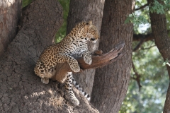 Leopard, Luangwa Valley, Zambia