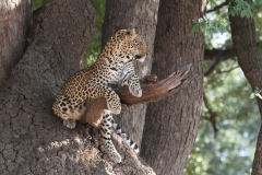 Leopard, Luangwa Valley, Zambia