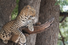 Leopard, Luangwa Valley, Zambia