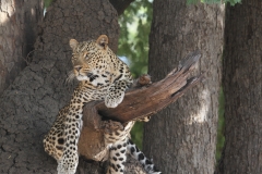 Leopard, Luangwa Valley, Zambia