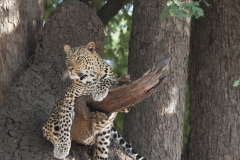 Leopard, Luangwa Valley, Zambia