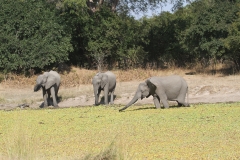 Elephants