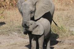 Mother and baby elephant