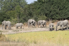 A Family of Elephants, Luangwa Valley