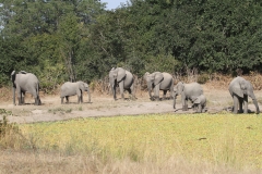 Elephant Herd