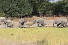 Herd of elephants