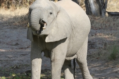 Elephant, Luangwa Valley, Zambia