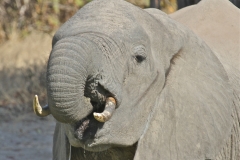 An Elephant, Luangwa Valley, Zambia