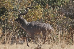 Impala, Luangwa Vally, Zambia