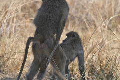 Baboons, Luangwa Valley, Zambia